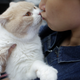 Illustration for article titled Cats Really Do Bond With Their Humans, Study Finds